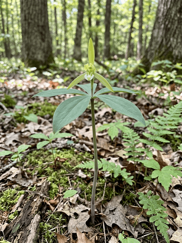 Small Whorled Pogonia